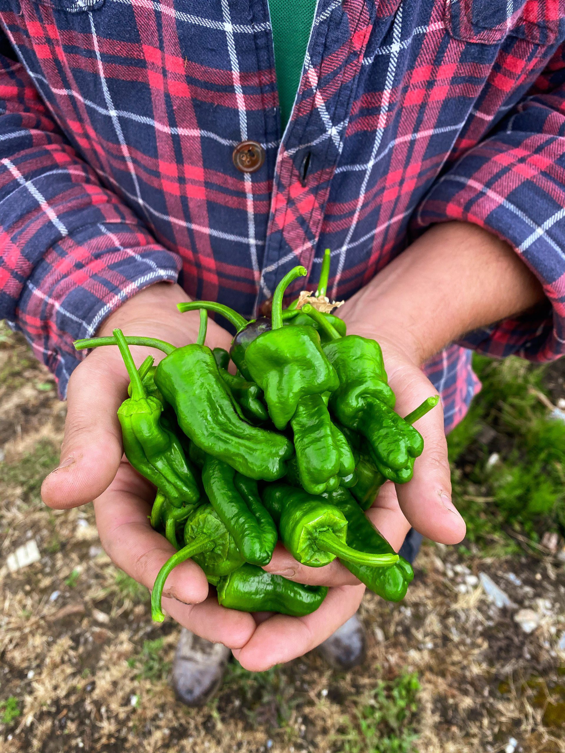 Blistered Padron Peppers with Cornish Sea Salt Padstow Kitchen Garden